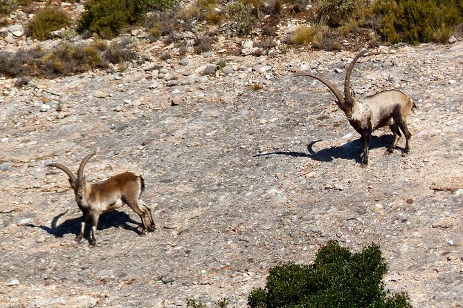 Montserrat Hiking Experience From Barcelona - Pricing and Availability