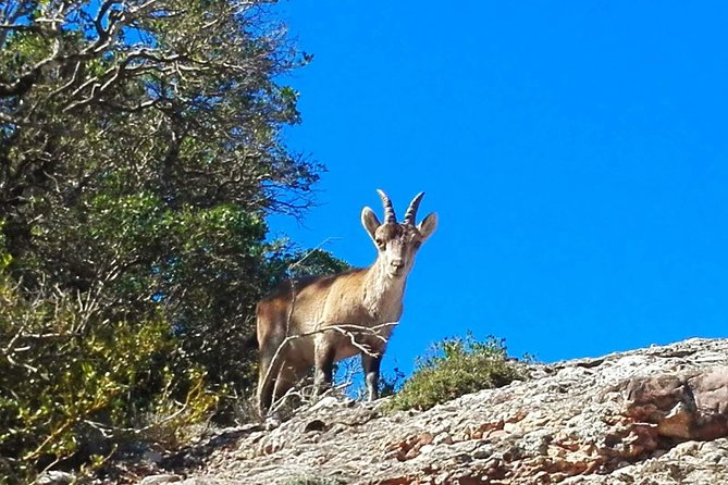 Montserrat Land of Shrines - One Day Small Group Hiking Tour From Barcelona - Guest Experiences and Feedback