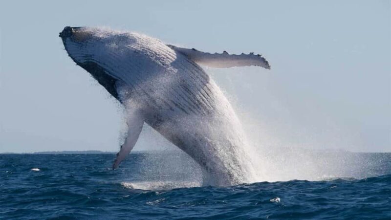 Mooloolaba: 2-Hour Whale Watching Adventure - The Itinerary and What You Can Expect