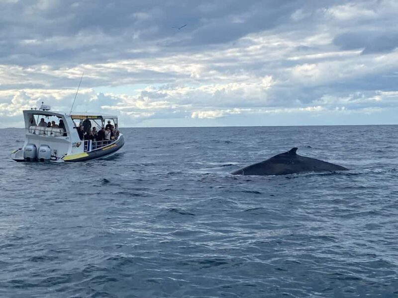 Mooloolaba: 2-Hour Whale Watching Adventure - Final Thoughts