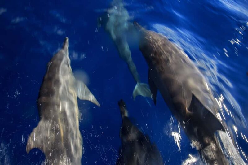 Mooloolaba: Adventure Rafting Turtle Tour - Key Points