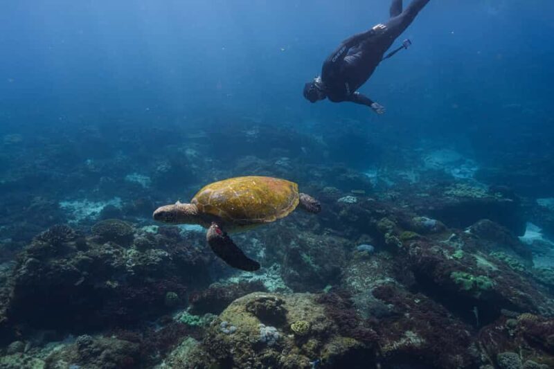 Mooloolaba: Turtle Snorkel & Swim at Mudjimba Island - An Experience That Combines Nature, Education, and Personal Touches
