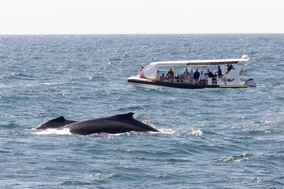 Mooloolaba: Whale Watching Cruise - Key Points