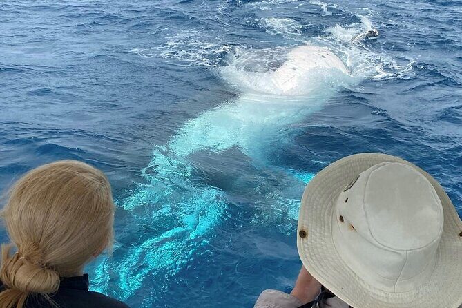 Mooloolaba Whale Watching  Small Group Tour - The Value of This Tour