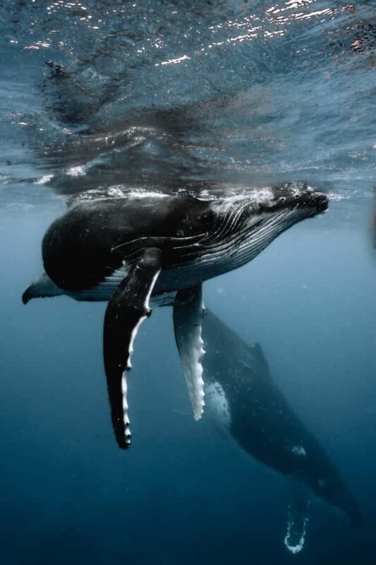 Moorea 4H Shared Boat Tour Whale Swimming and Snorkeling - A Detailed Look at the Moorea Marine Adventure