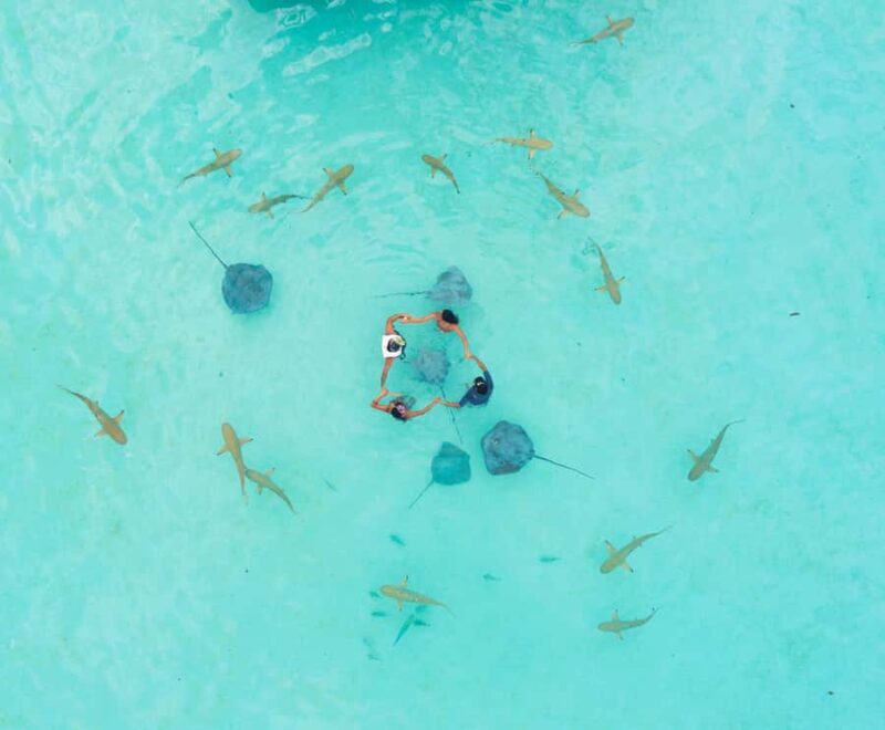 Moorea 4H Shared Boat Tour Whale Swimming and Snorkeling - The Sum Up