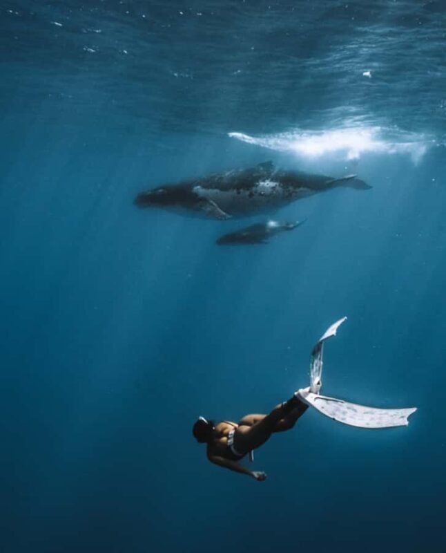 Moorea 4H Shared Boat Tour Whale Swimming and Snorkeling - FAQ