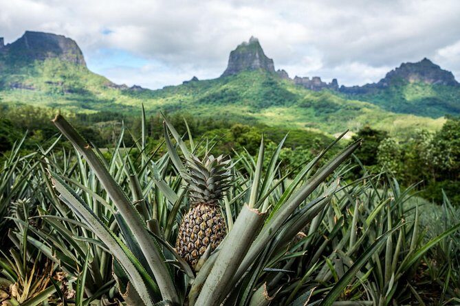 Moorea 4WD Tour Inc. Belvedere, Pineapple Farm, Magic Mountain... - Authenticity and Cultural Experience
