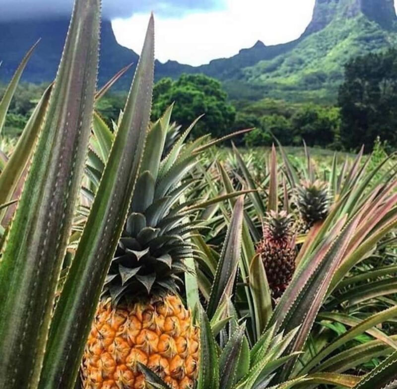 Moorea Cruise Ships 4x4, Belvedere Magic mount PRIVATE Tours - Key Points