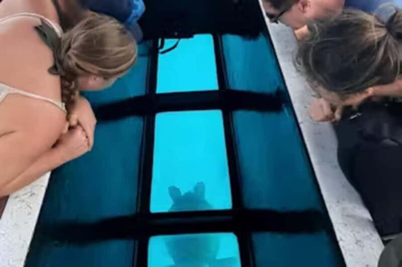 Moorea: Glass Bottom Boat Adventure with Lagoon Wonders - Moorea: Glass Bottom Boat Adventure with Lagoon Wonders — An Honest Review