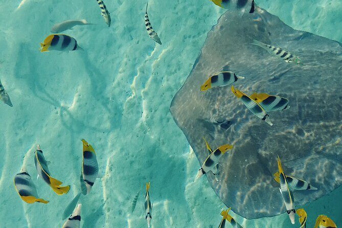 Mo'orea Half Day Private Tour with Snorkeling and Cruising the Lagoon - What to Expect from the Tour