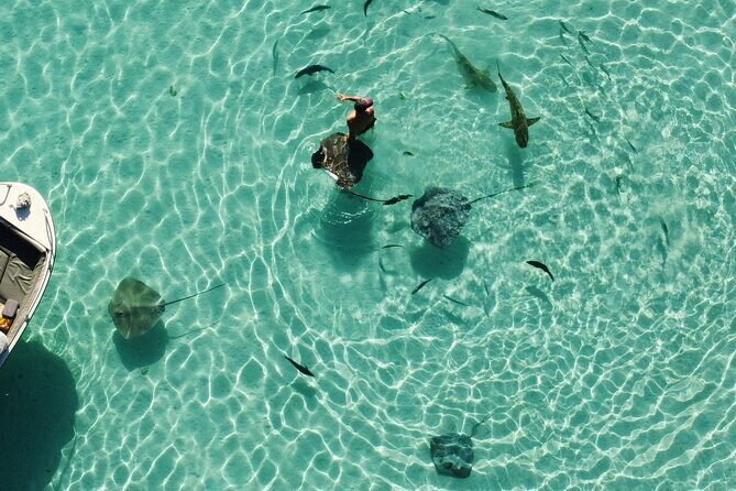 Mo'orea Half Day Private Tour with Snorkeling and Cruising the Lagoon - Final Thoughts