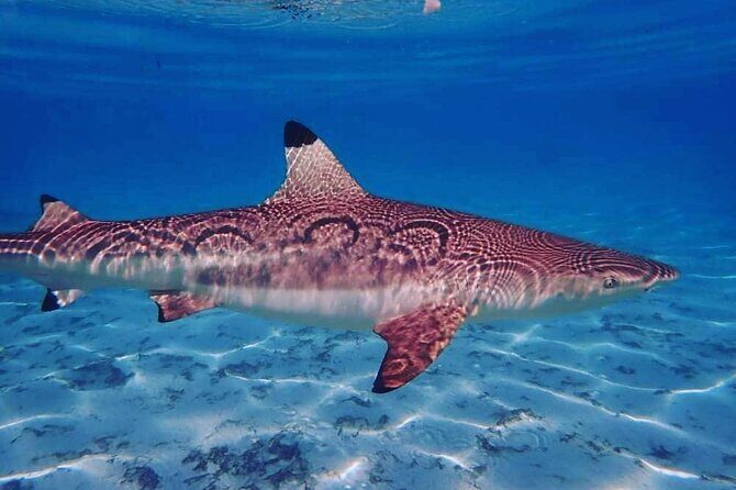 Mo'orea Half Day Private Tour with Snorkeling and Cruising the Lagoon - Frequently Asked Questions