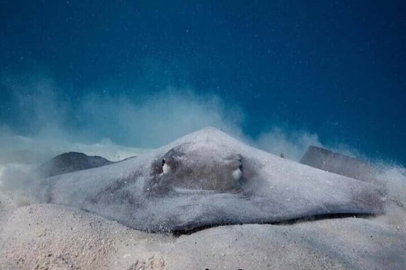 Moorea: Hauru Lagoon 3-hour Guided Kayak Tour with Snack - Why This Tour Stands Out