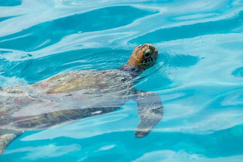 Moorea Highligts: Blue Lagoon Shore Attractions and Lookouts - Key Points