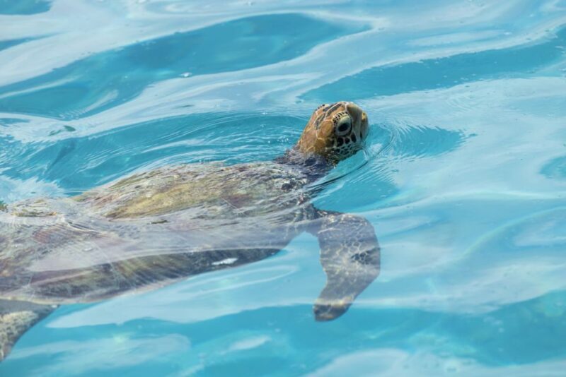 Moorea Highligts: Blue Lagoon Shore Attractions and Lookouts - Authentic Experiences and Authenticity