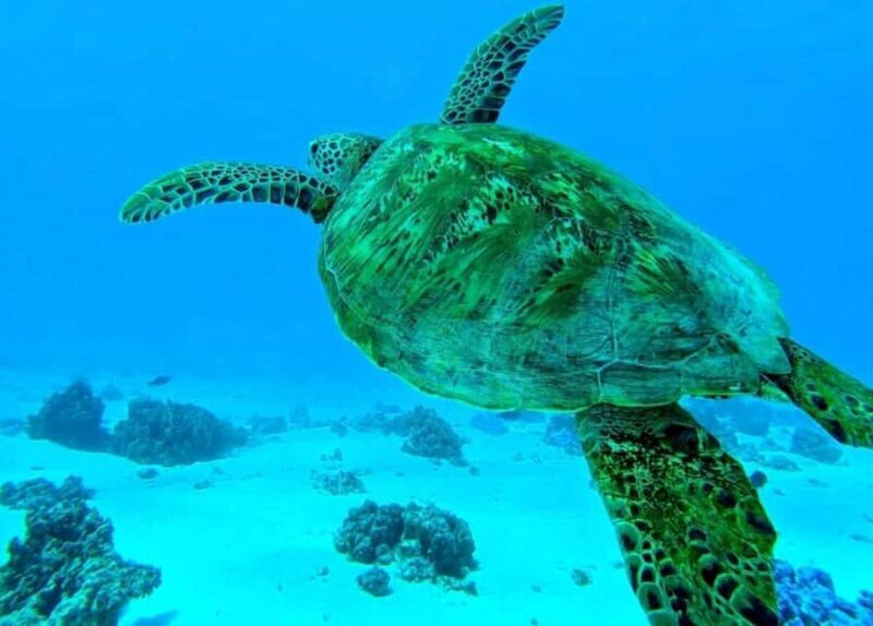 Moorea: Lagoon and Reef Snorkeling Tour with Drinks - A Closer Look at the Moorea Snorkeling Experience