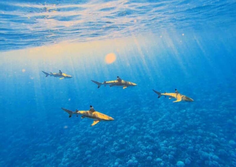 Moorea: Lagoon and Reef Snorkeling Tour with Drinks - The Sum Up