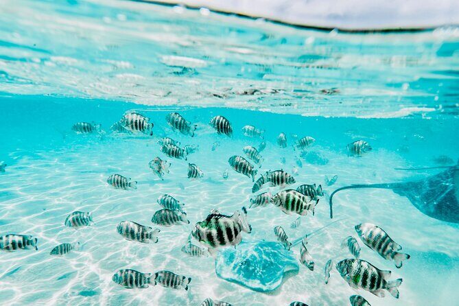 Moorea: Private 4-Hour High-End Boat Excursion - FAQ