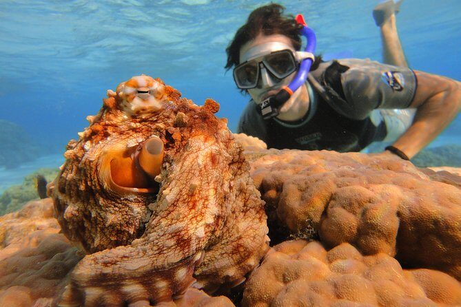 Moorea Private Boat Tour / Sea Scooter Snorkeling Tour - FAQ