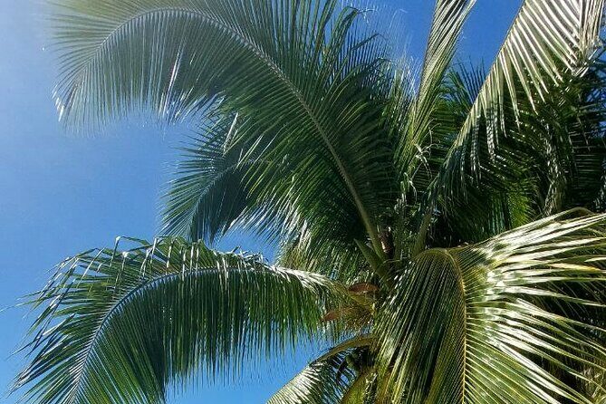 Moorea Private Full Day Tour - Transportation and Timing