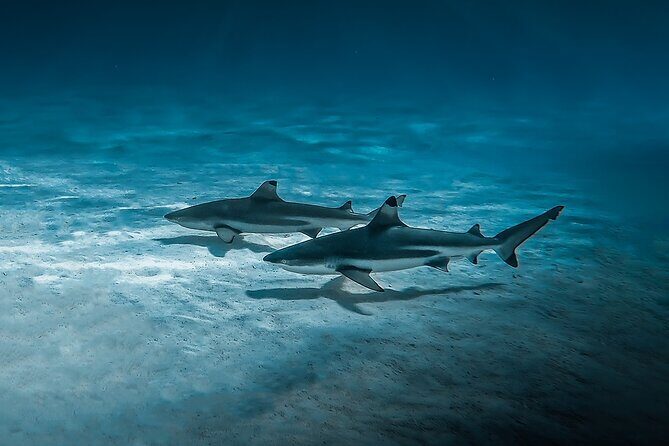 Moorea: Private Snorkeling Tour with Certify Guide - FAQ