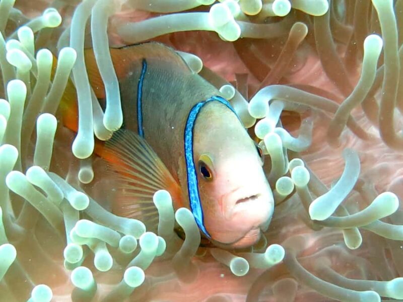 Moorea: Sea Scooter Snorkeling Tour - What Travelers Are Saying: Authentic Voices