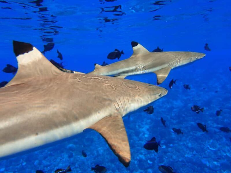 Moorea: Sea Scooter Snorkeling Tour - Practical Details: Planning Your Trip