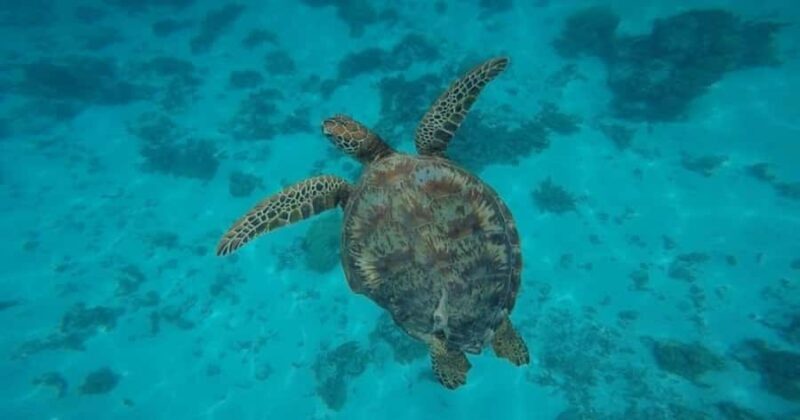Moorea: Small Group Snorkeling Tour with local guide - Authenticity and Customer Experiences