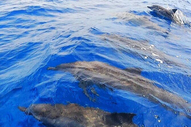 Moorea Sunset Cruise - Why the Price Reflects the Experience  