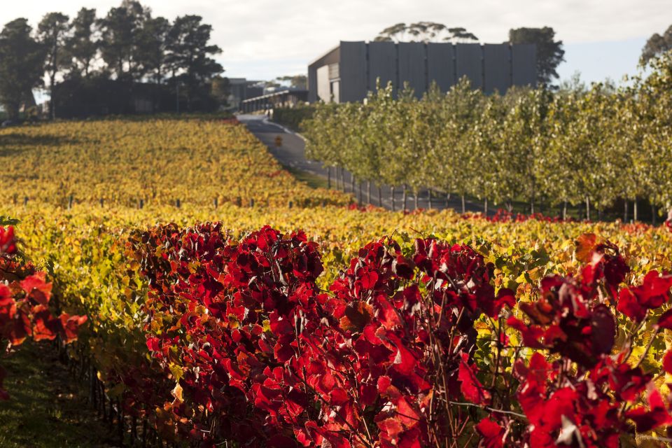Moorillas Posh-As Day at Mona: Art and Wine Experience - Important Information