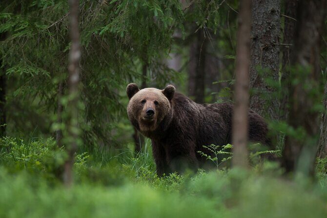 Moraine Lake, Lake Louise, Banff Highlights & Wildlife Expedition - FAQ