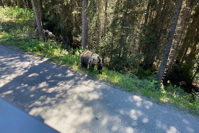 Moraine & Lake Louise Hop On / Off Open-Top Double Decker Shuttle Explorer - Recommendations and Warnings