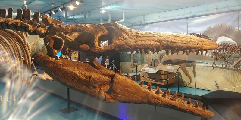 Morden, Manitoba: Full-Day Fossil Dig Tour with Instructor - A Deeper Look at The Tour Experience