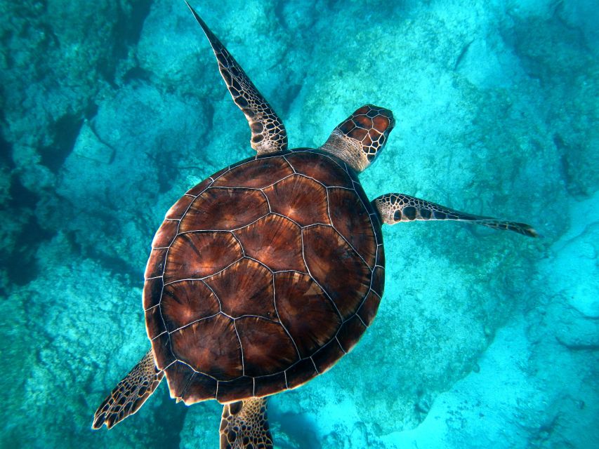 Moreton Island: Dolphin and Tangalooma Wrecks Day Cruise - Customer Reviews
