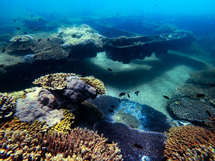 Moreton Island: Dolphin and Tangalooma Wrecks Day Cruise - Popular Days