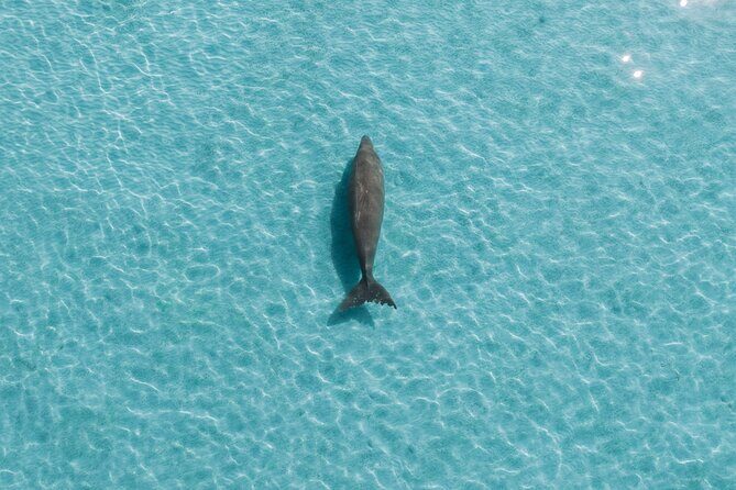 Moreton Island Eco Marine Safari Cruise and Snorkel - FAQ