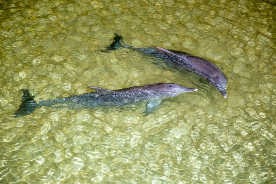Moreton Island: Marine Discovery Cruise & Dolphin Viewing - Inclusions
