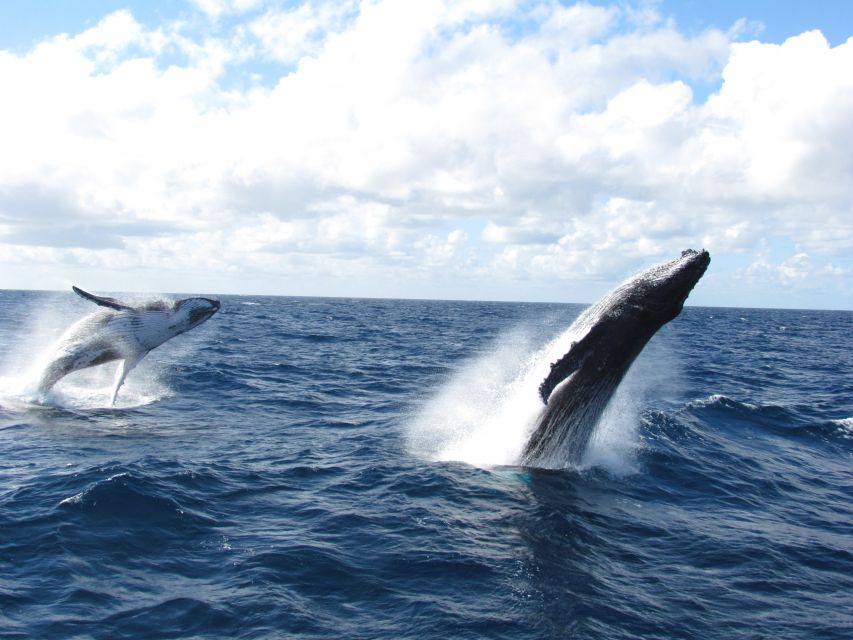 Moreton Island: Tangalooma Day Trip & Whale Watching Cruise - Dietary Requirements