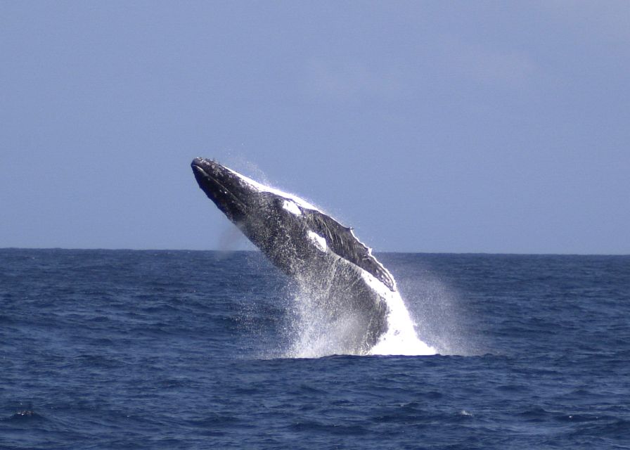 Moreton Island: Tangalooma Whale Watching & Dolphin Feeding - Inclusions