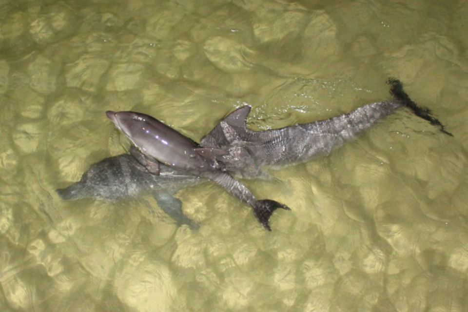 Moreton Island: Tangalooma Whale Watching & Dolphin Feeding - Frequently Asked Questions