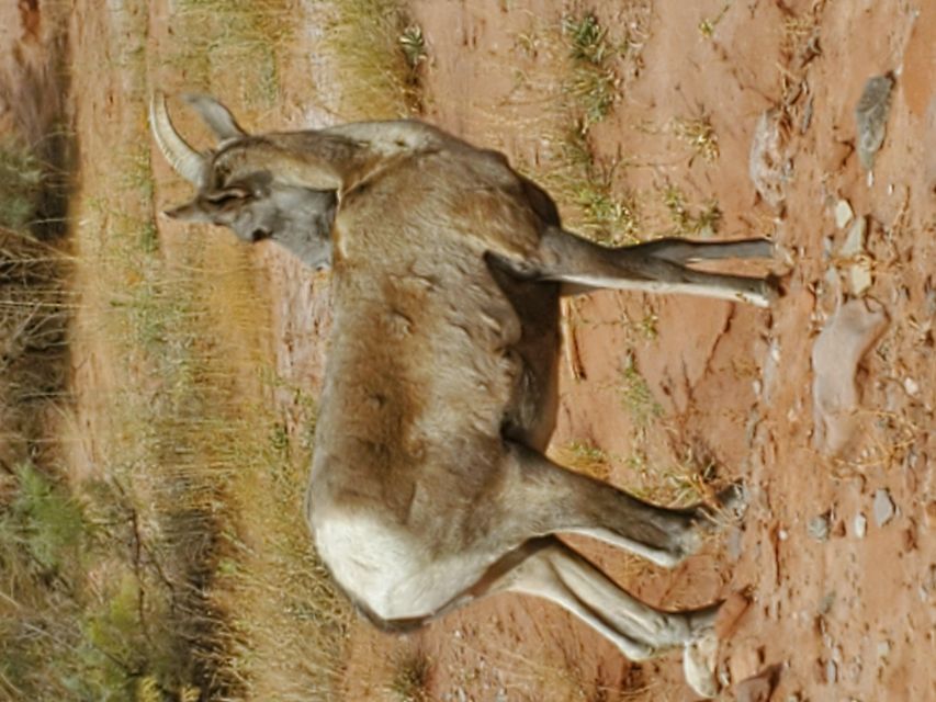 Morning Canyonlands Island in the Sky 4x4 Tour - Additional Information