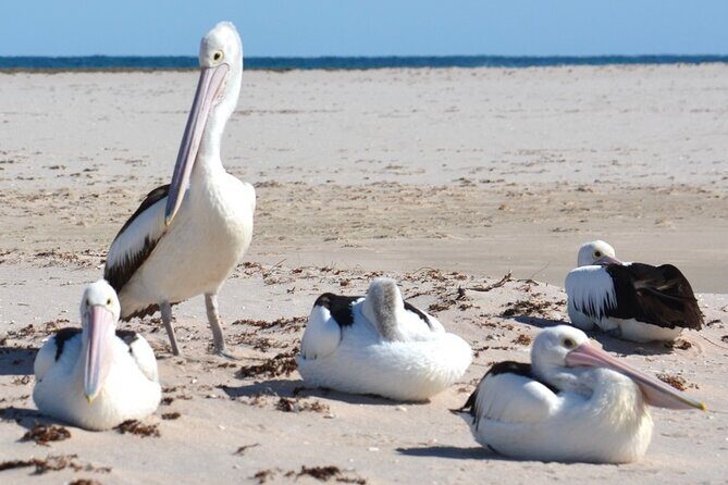 Morning Cruise on the Murchison River in Kalbarri (April to Nov) - Why This Tour Could Be Perfect for You