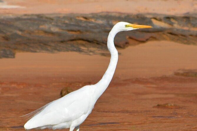 Morning Cruise on the Murchison River in Kalbarri (April to Nov) - FAQ
