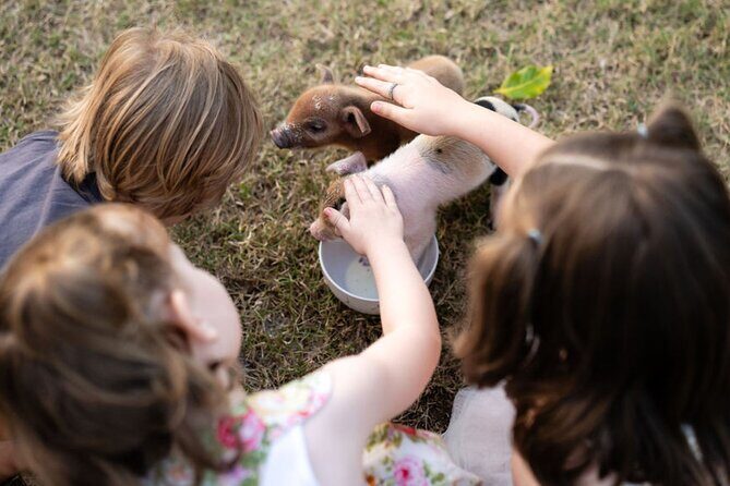 Morning Farm Experience near Gympie & Noosa - An In-Depth Look at the Morning Farm Experience