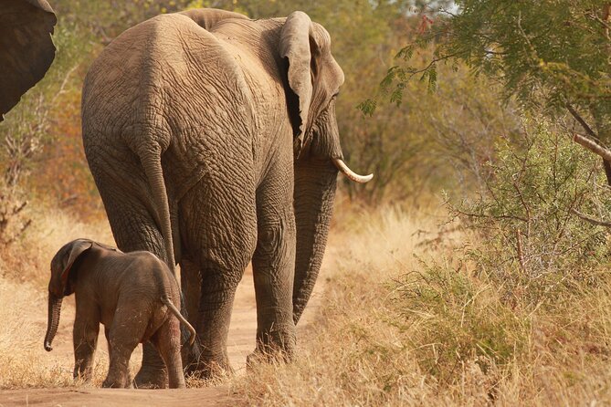 Morning Game Drive Safari Near Hoedspruit - Important Information