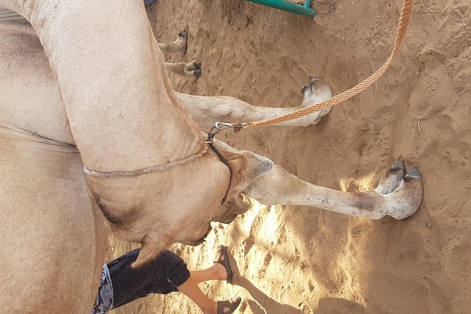 Morning Red Dune Safari Camel Ride Sand Ski And Dune Bashing - Pickup and Timing Details