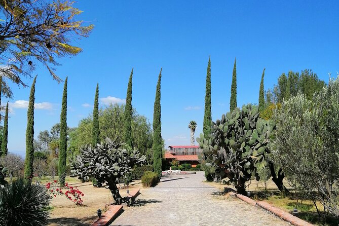 Morning Tour and Olive Product Tasting - Olive Farm Experience
