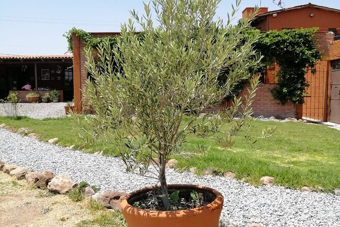 Morning Tour and Olive Product Tasting - Traveler Reviews