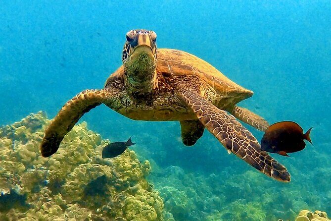 Morning Turtle Town Snorkel at Coral Gardens - Key Points